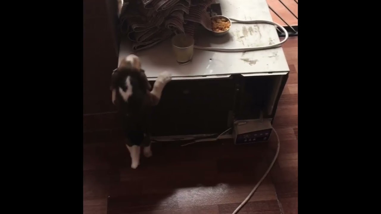 6 Months of Love: Remembering My Best Friend 🐾❤️