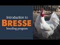 Introduction to Bresse breeding program