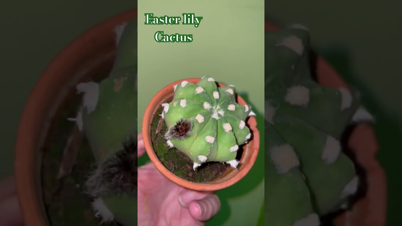 Addicted to cactus 