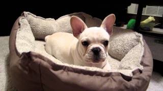 French Bulldog puppy angry when woken up.