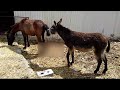 HORSES  DONKEYS \\ПОДБОРКА СМЕШНЫХ и не очень  МОМЕНТОВ ИЗ ЖИЗНИ ЛОШАДЕЙ