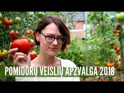 Video: Pipirinis pomidoras: veislės aprašymas, savybės ir derlius