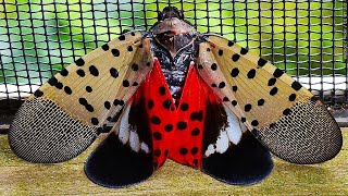 Spotted Lanternfly Threatens NY Wine Industry