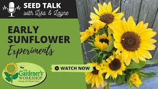 Seed Talk #28  Early Sunflower Experiments