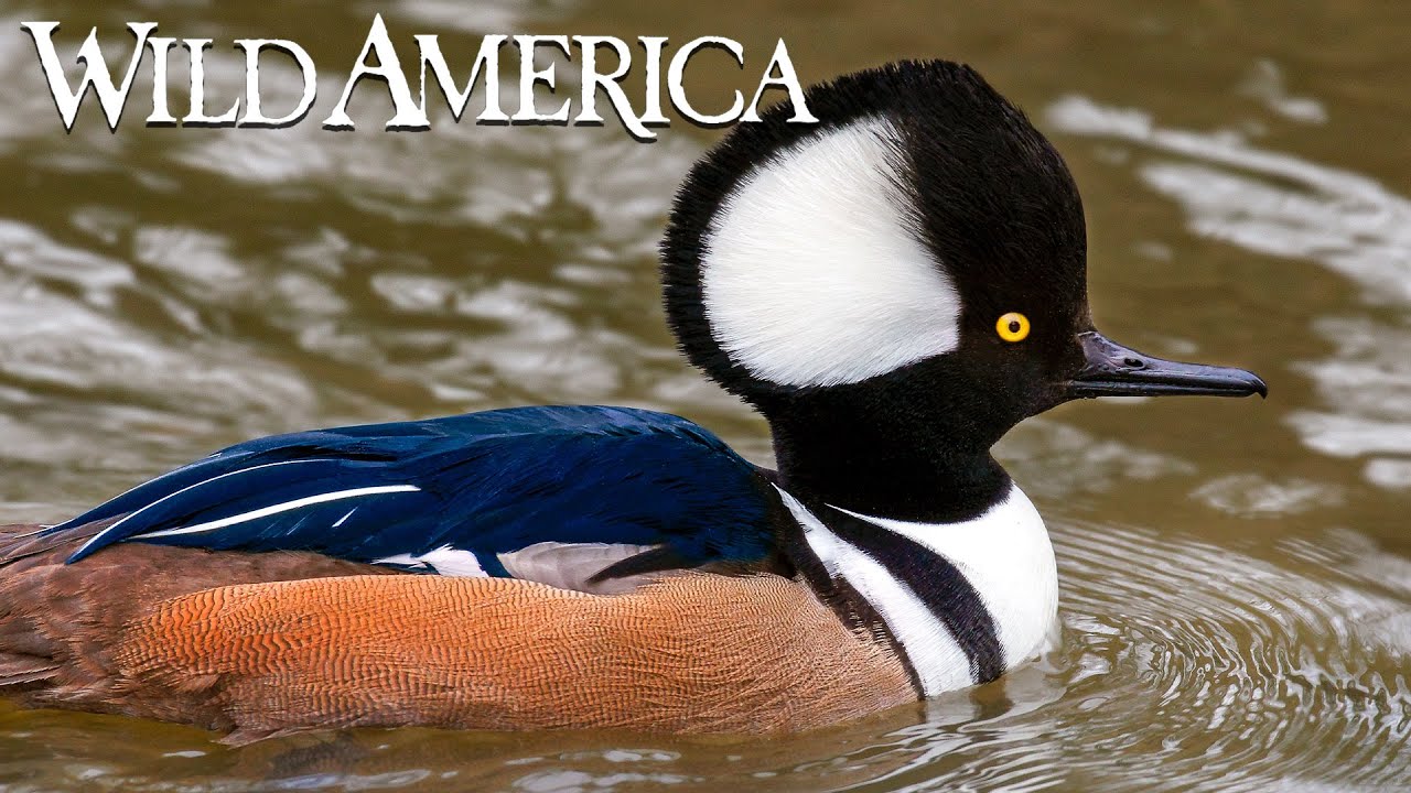 Wild America S2 E9 Woodies & Hoodies Full Episode HD YouTube