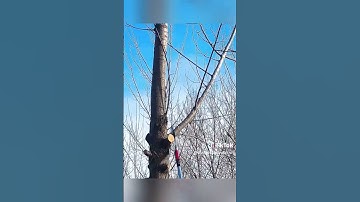 Cưa móc cành trên cao HM237