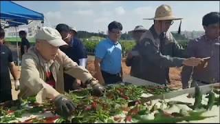 mechanical harvested red pepper impurities separating test 20190928