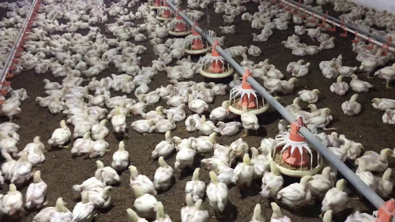 Poultry farming in pakistan 17 day old chiks poultry business in pk