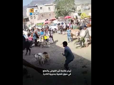 ثيران هائجة تثير الهلع في سوق للمواشي بمحافظة إب