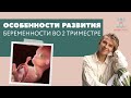 Второй триместр беременности //  Разбор по этапам и главные особенности.