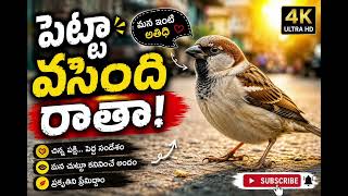 Pitta Tho Chesina Allarii
