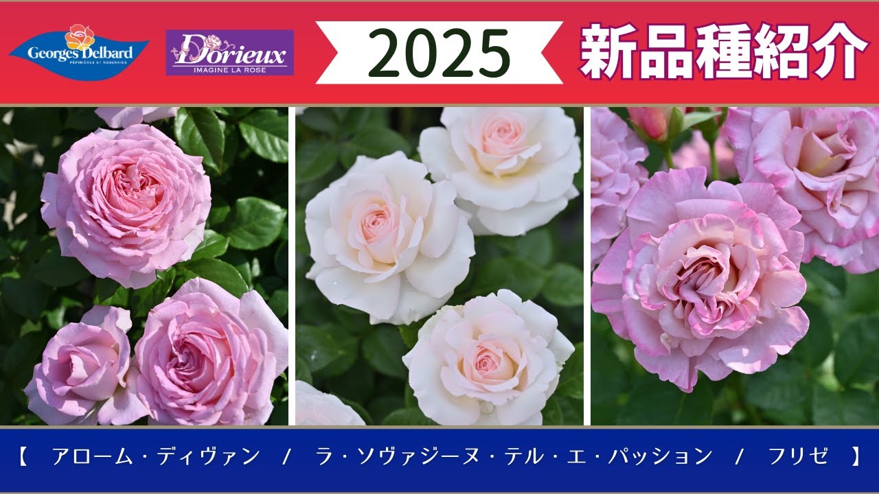デルバール社/ドリュ社】2025年デビュー品種紹介 #フレンチローズ