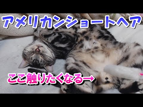 4月の猫さんはもふもふー!(アメリカンショートヘア)