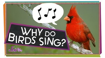 Why Do Birds Sing? | Animal Science for Kids