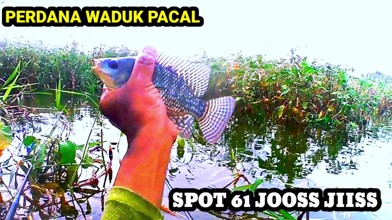 MANCING PERDANA DI WADUK PACAL❗SPOT 61 BENER BENER BIKIN KETAGIHAN‼️mancing nila waduk pacal
