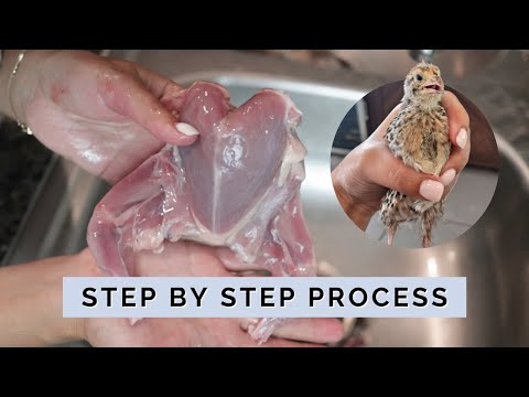 How to Butcher Quail for Beginners [GRAPHIC]
