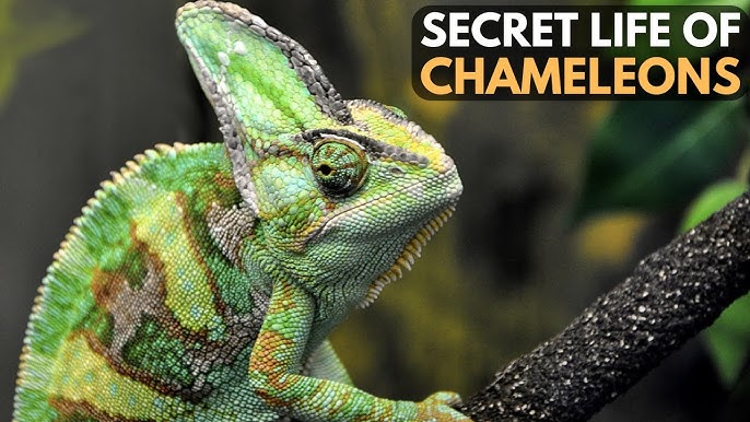 How to Parent a Chameleon