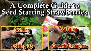 A Complete Strawberry Seed Starting Guide: Seeding, Growth Examples, Potting Up & Transplanting