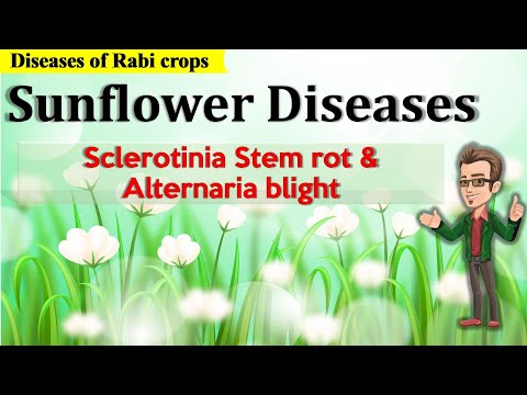 सूरजमुखी के रोग | स्क्लेरोटिनिया स्टेम रोट और अल्टरनेरिया ब्लाइट