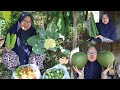 Panen Semua Sayuran Segar di Kebun Mertua | Kebun Tani Asik