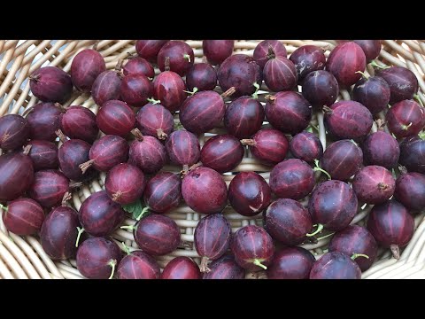 Video: Tumbuhan Gooseberry