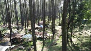 Free Footage - Aerial video hutan pinus #3