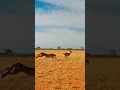 Cheetah Hunts Young Red Deer Fawn in African Savanna Real Wildlife
