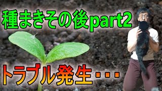 [ガーデニング] 誰でもできる種まきの仕方partⅢ「ナーセリーでもあるプロガーデナーが行うポットに植えるまでの管理方法」