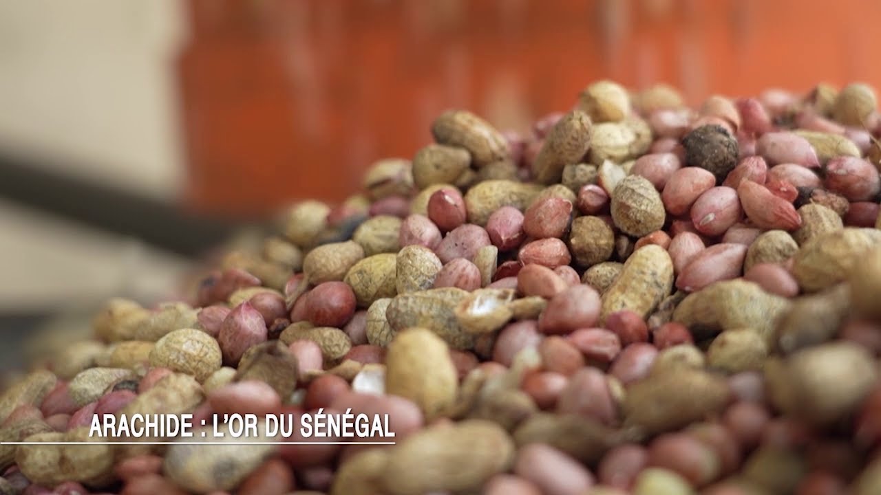 Arachide : l'or du Sénégal [Reportage Made in Africa du 13 novembre 2025]