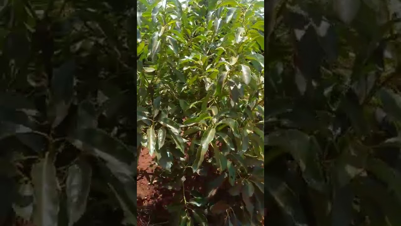 HASS AVOCADO RAISED BEDS....Learn from the proffesionals YouTube