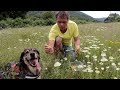 Чудо - растение, которая спасло жизни сотням тысяч людей | Быстрый рецепт