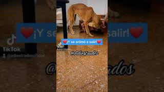 Perra se escondía debajo del sillón y no quería salir a pasear. Aprendió en su 1era clase!! by Adiestrados - Adiestramiento Canino 121 views 1 year ago 7 minutes, 16 seconds