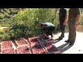 Liberacion de jilgueros por agentes forestales en marruecos