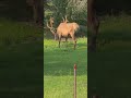 we saw 3 elk at our camp #elk