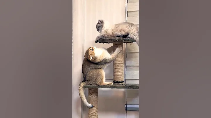 Video 11591251: little cat funny, funny cats show