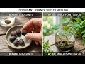 How To Grow Lotus from Seeds? Grow Lotus Easily at Home Part - 2 #lotus