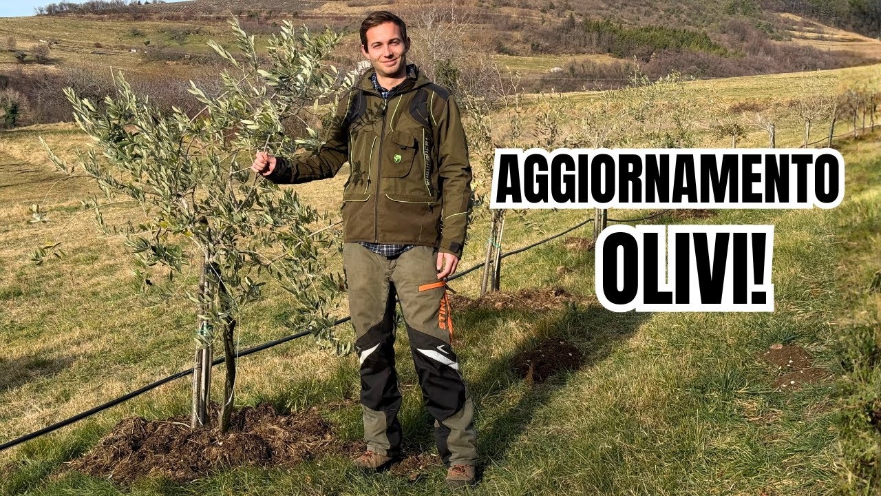 Aggiornamento OLIVI dopo 2 anni! - Irrigazione e concimazione | Finetti (VR)