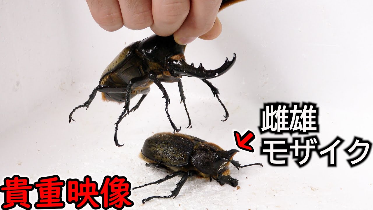 If you bring a male close to a beetle that has both male and