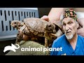 Tratamiento médico para animales exóticos | Dr. Jeff, Veterinario | Animal Planet