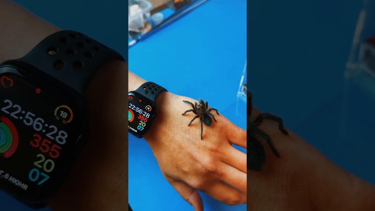 Террариум для птицееда 🕷 