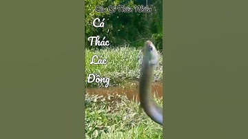 Câu Cá Thiên Nhiên_ Thác Lác Đồng #shorts #subscribe