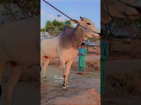 السلام علیکم ال پاکستان یوتوب چینل نیو نیو بیل انٹری خان گروپ 