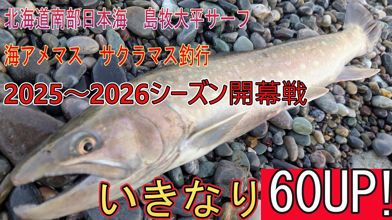 2025〜2026シーズン海アメマス　サクラマス開幕戦　いきなり60UP