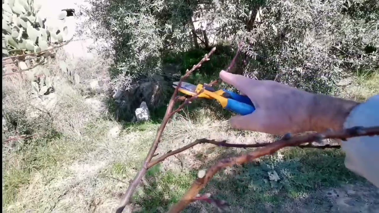 Come potare il pesco.Facile facile.