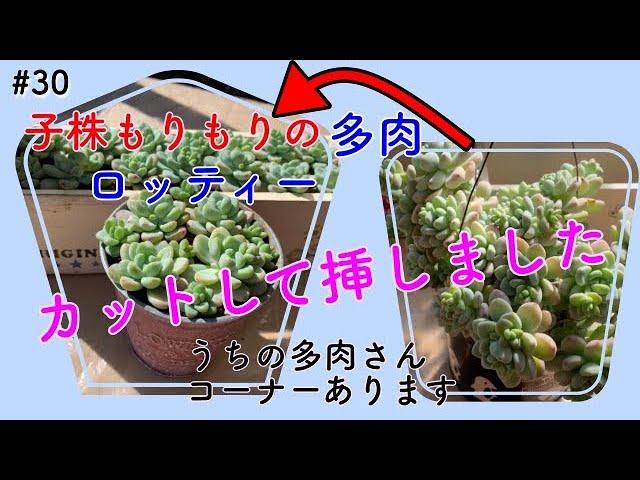 多肉 30 モリモリのロッティー 多肉植物をカットして挿していきます 新芽だと思っていたのは花芽 Youtube