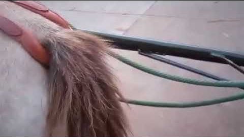 pony cart with accessories by Gokulam carts @8921793256