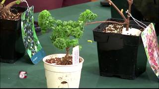 Arboretum Plant Sale