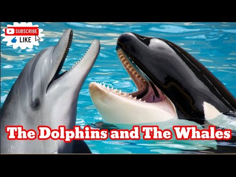 The Dolphins and The Whales | moral stories| story in English for kids ...