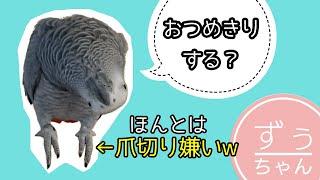 Zuu-chan the cockroach is so talkative that he accidentally blurts