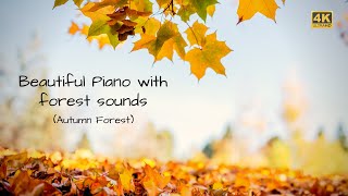 Enchanting Autumn Forests with Beautiful Piano Music | Piano Music with Birds Chirping